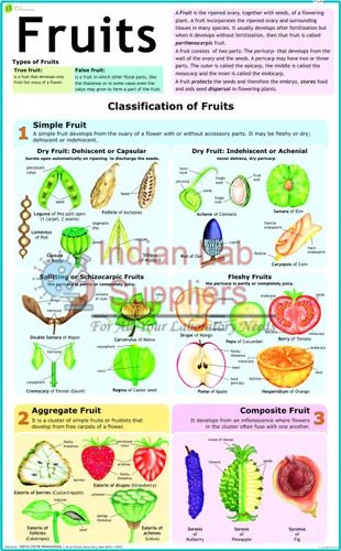 Fruits and Their Classification Chart